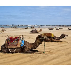 Essaouira Beach Camels Morocco ptif 2 1