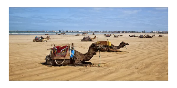 Essaouira Beach Camels Morocco ptif 2 1