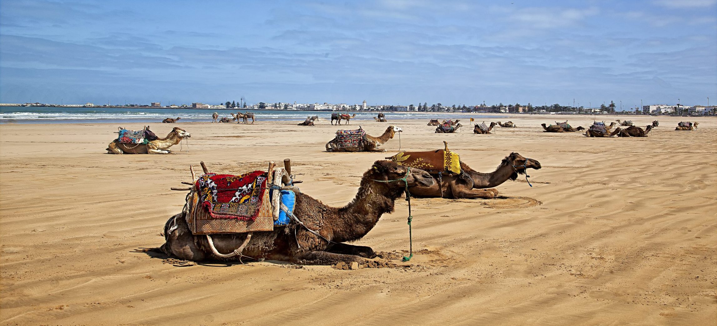 Essaouira Beach Camels 24x48 Morocco copy 1 scaled e1733781043182