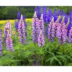 Lupines Sugar Hill NH 18x36 copy scaled