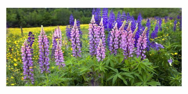 Lupines Sugar Hill NH 18x36 copy scaled