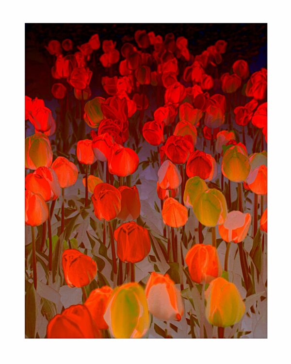 Tulips Orange Surrealism 24 x 30 copy scaled