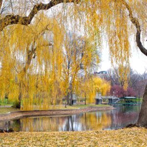 BPG Fall, Boston