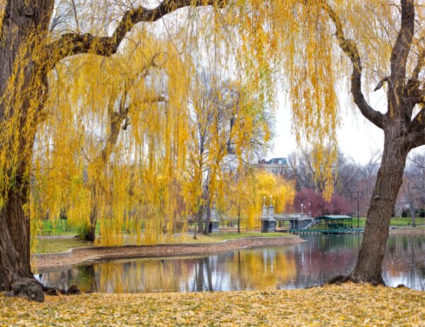 BPG Fall, Boston