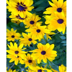 Blackeyed