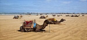 Essaouira Beach Camels Panorama Print