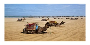 Essaouira Beach Camels