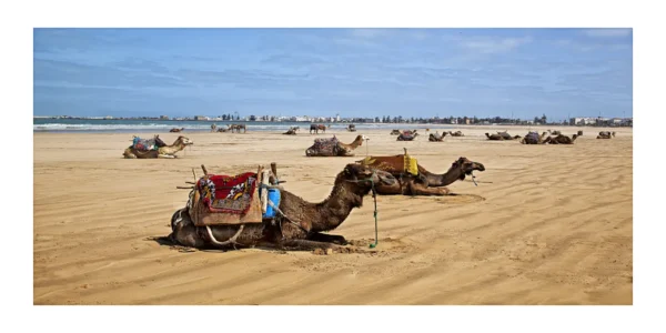 Essaouira Beach Camels