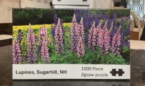 LUPINES