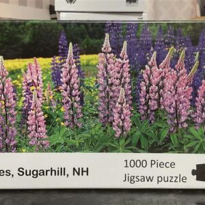 LUPINES