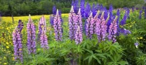 Lupines, Sugar Hill NH