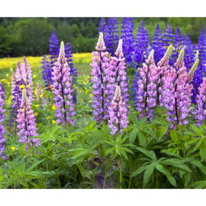 Lupines, Sugar Hill NH