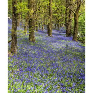 Purple Haze, Wales