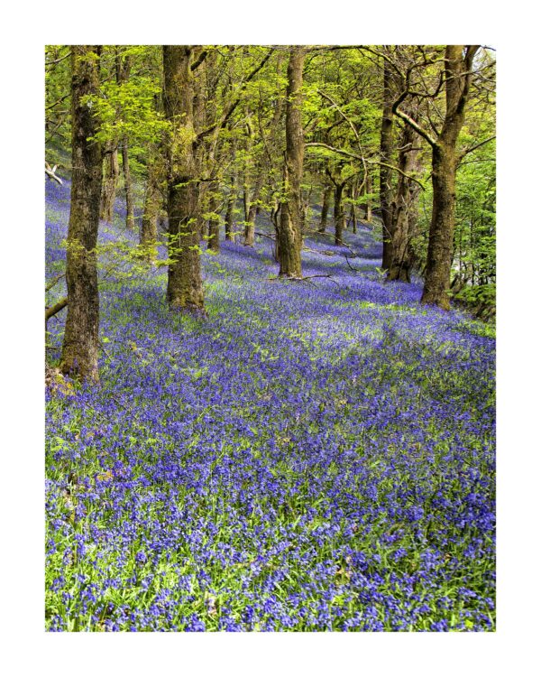 Purple Haze, Wales