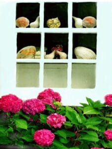 Seashells in the Window