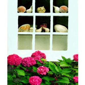 Seashells in the Window