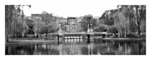 Swan Boats