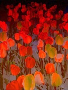Tulips Orange Surrealism