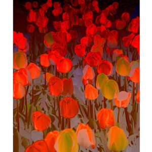 Tulips Orange Surrealism
