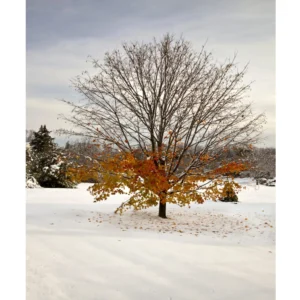Fall In Winter