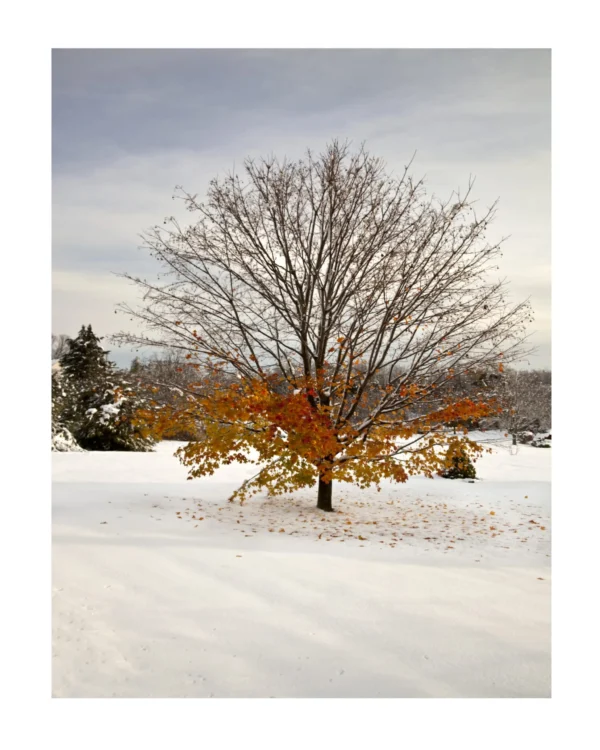 Fall In Winter
