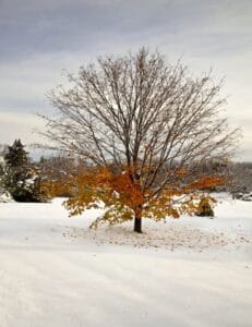 Fall In Winter